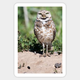 Burrowing Owl Sticker